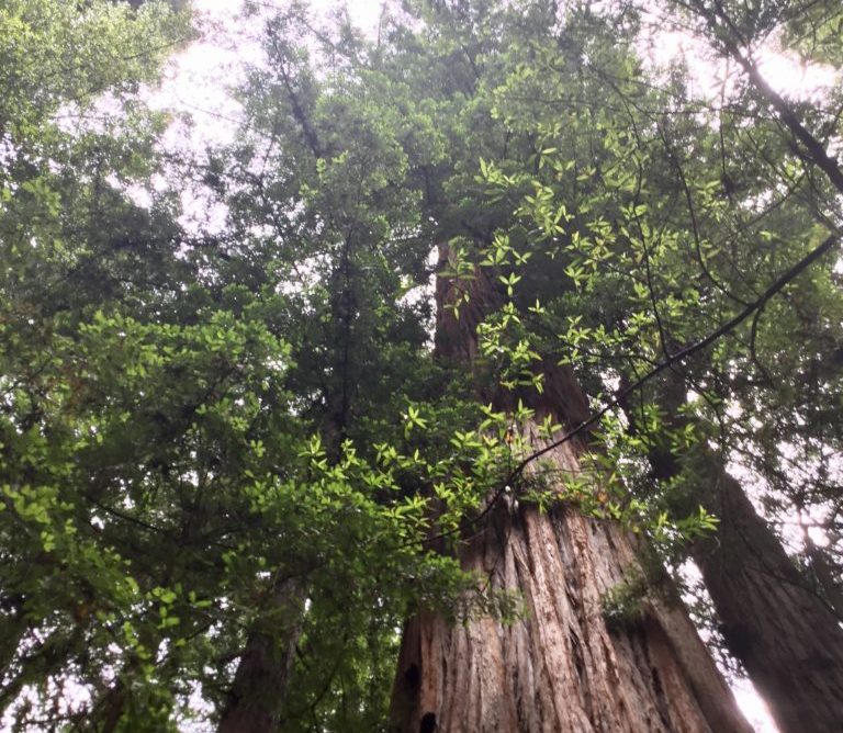 Redwood tree